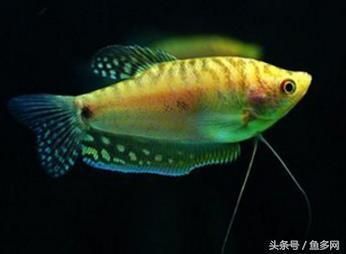 龍魚圖解（幾種常見龍魚品種的圖解描述）