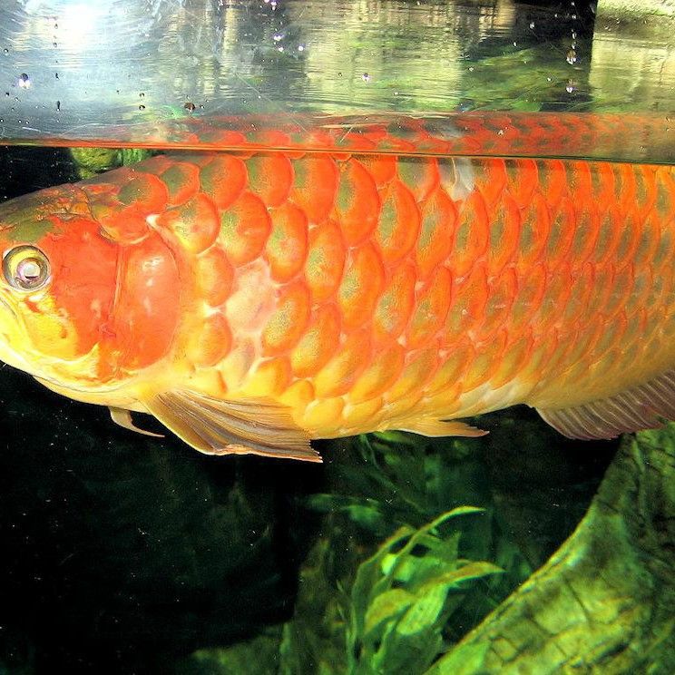 如何區分帝龍紅龍魚的稀有品種？