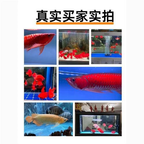 養紅龍魚的注意事項和禁忌：養紅龍魚的注意事項和風水禁忌