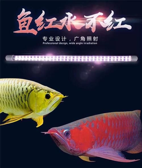養紅龍魚的注意事項和禁忌：養紅龍魚的注意事項和風水禁忌