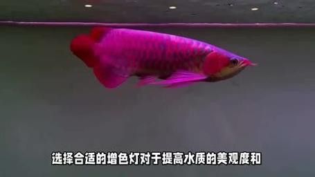 養紅龍魚的注意事項和禁忌：養紅龍魚的注意事項和風水禁忌