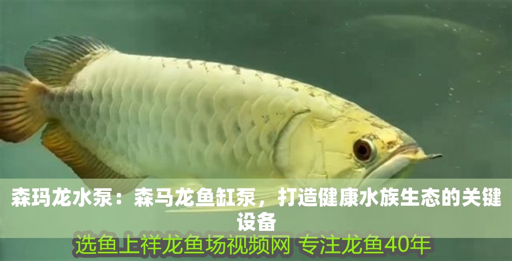 森瑪龍水泵：森馬龍魚缸泵，打造健康水族生態的關鍵設備