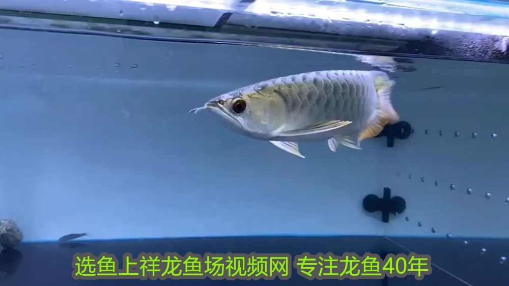 龍魚用什么麻藥消毒好些呢：龍魚用什么麻藥消毒好些？全面解析龍魚麻醉與消毒方法