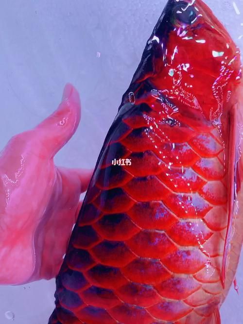 能推薦一些頂級紅龍魚手機壁紙嗎？ 能推薦一些頂級紅龍魚手機壁紙嗎？ 龍魚百科 第14張