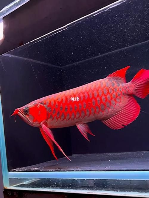 能推薦一些頂級紅龍魚手機壁紙嗎？ 能推薦一些頂級紅龍魚手機壁紙嗎？ 龍魚百科 第21張