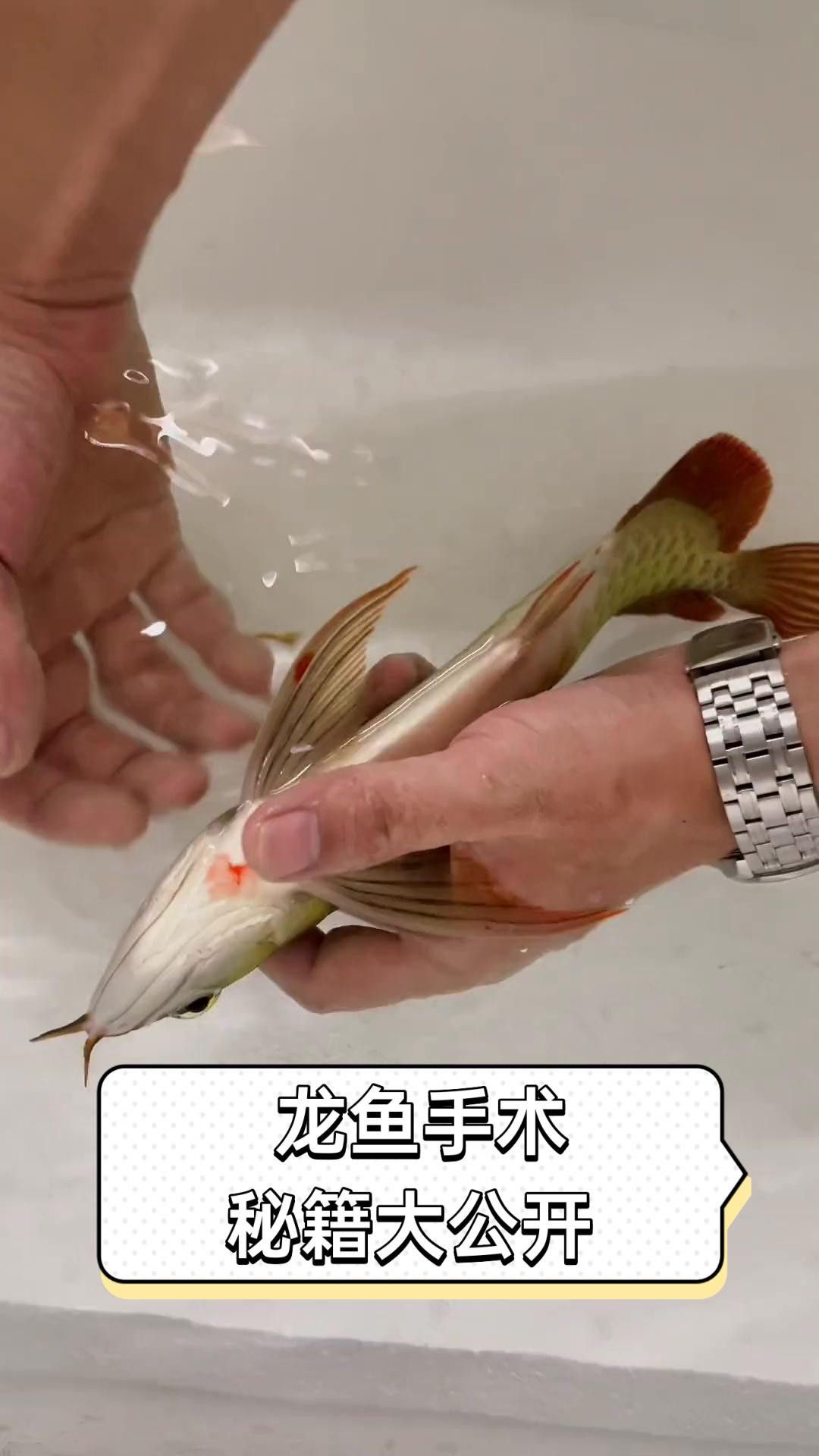 如何判斷龍魚是否完全麻醉？