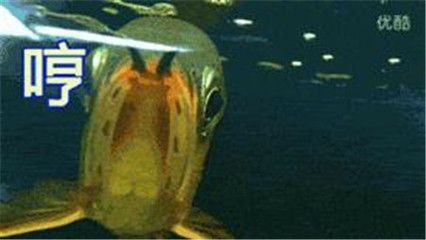 金龍魚為什么老張嘴呼吸怎么回事：金龍魚老張嘴呼吸可能有以下幾個原因導致金龍魚張嘴呼吸