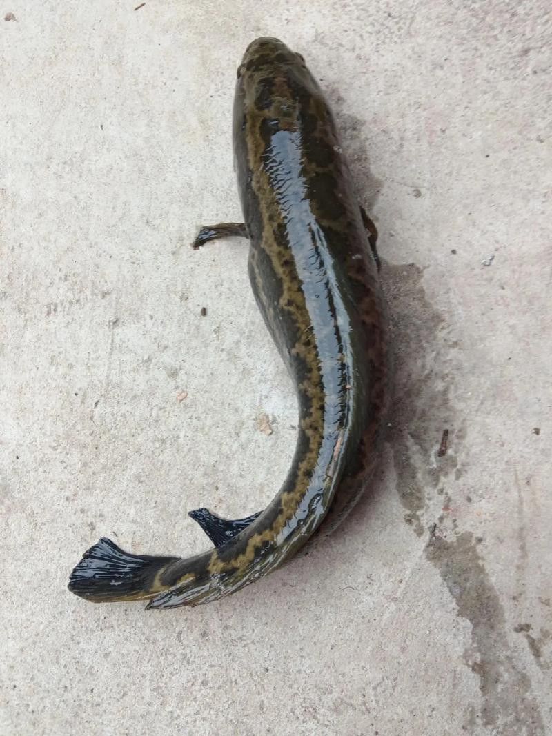哪個品種的黑魚最貴？