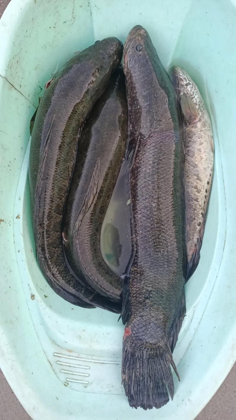 哪個品種的黑魚最貴？
