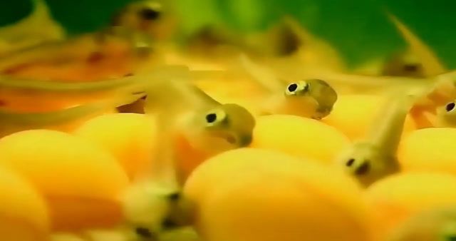 熱帶魚缸裝飾（熱帶魚缸水草養(yǎng)護技巧）