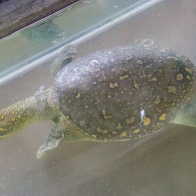 緬甸有哪些野生魚