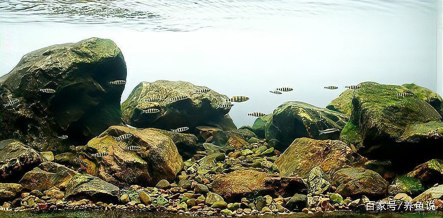 藍玉鳳凰和什么魚混養