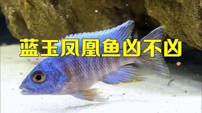 藍玉鳳凰和什么魚混養