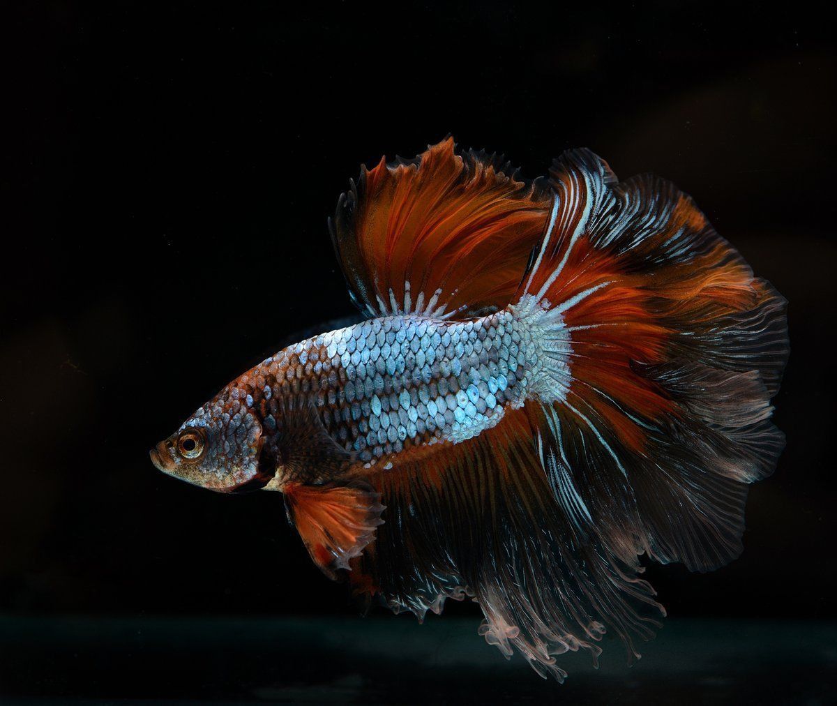 藍玉鳳凰和什么魚混養