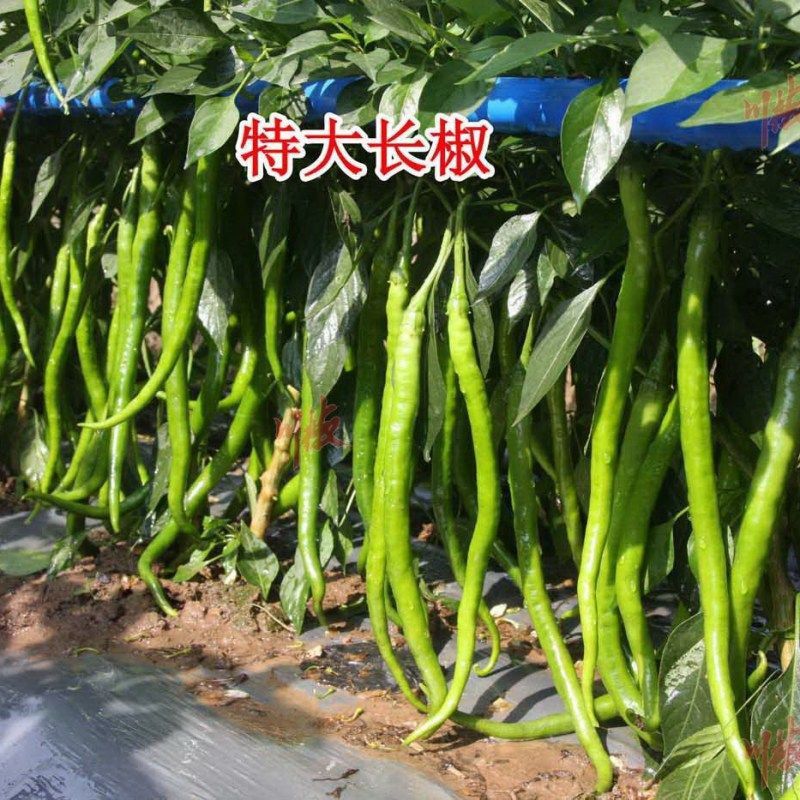 綠色長條辣椒叫什么