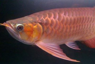 金龍魚0反式脂肪調和油優點【金龍魚0反式脂肪調和油】