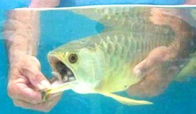 龍魚嘴端白了（龍魚嘴端發白可能由多種因素引起，可能是由多種因素引起）