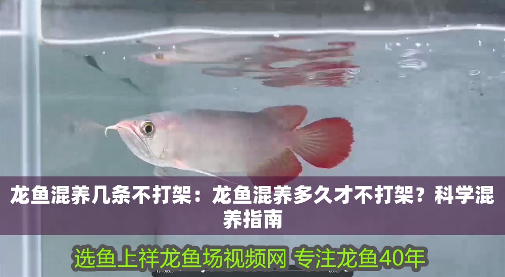 龍魚混養幾條不打架：龍魚混養多久才不打架？科學混養指南