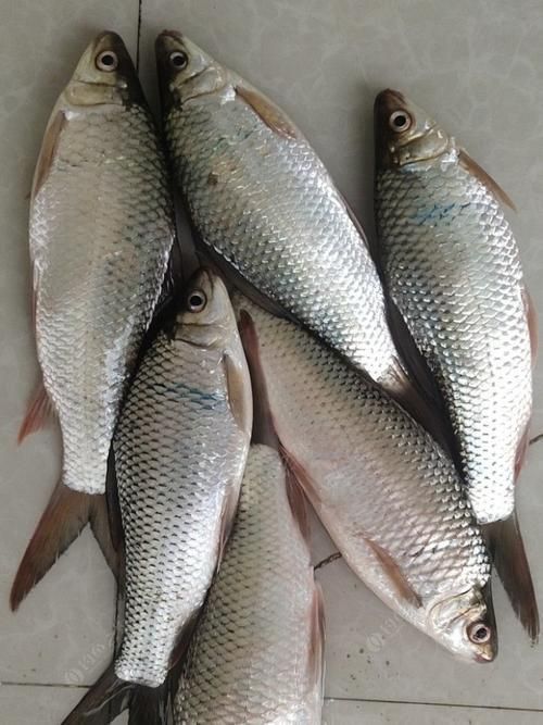 鯪魚圖片大全