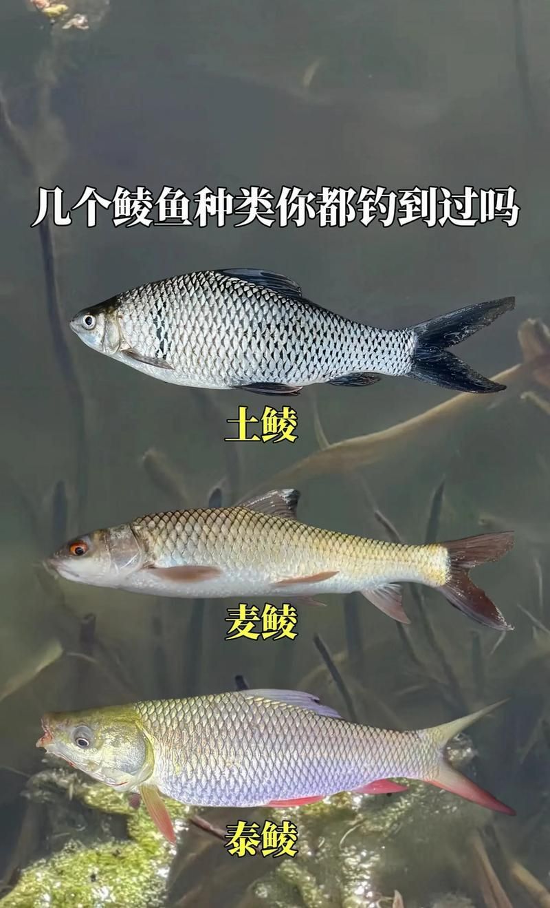 鯪魚圖片大全