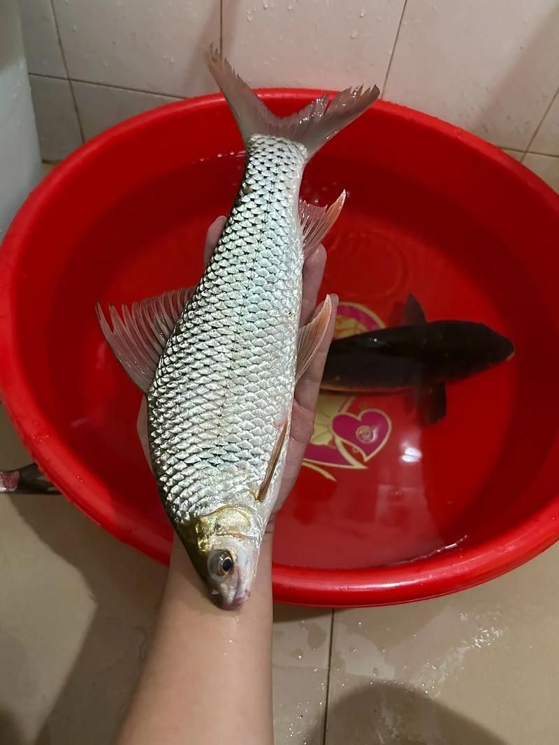 鯪魚圖片大全