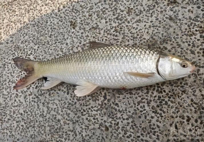 鯪魚圖片大全