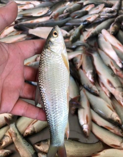 鯪魚圖片大全