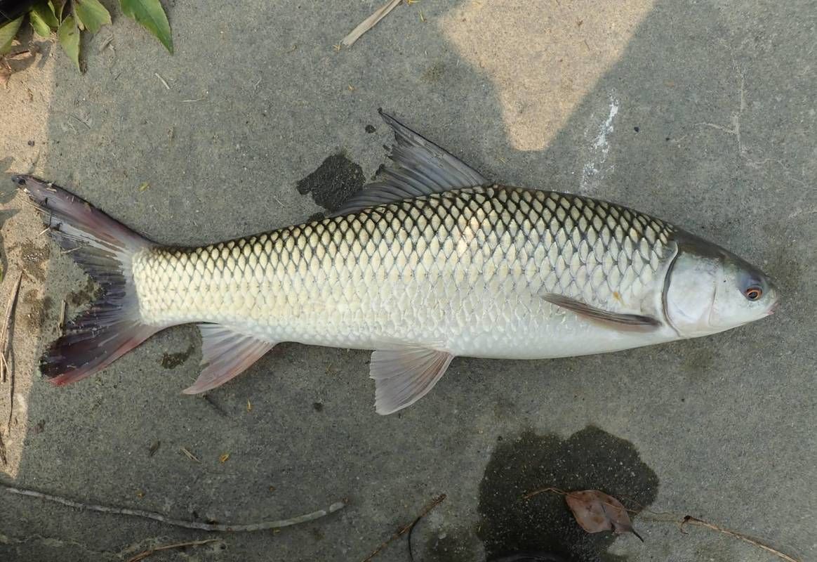 鯪魚圖片大全