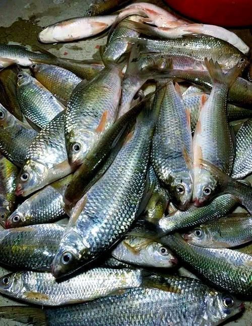 鯪魚圖片大全