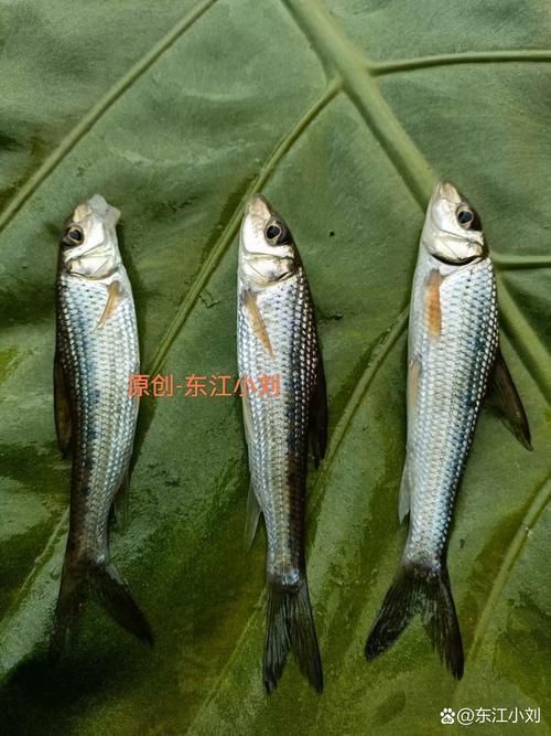 鯪魚圖片大全