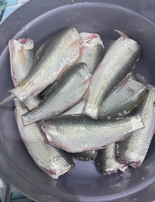 鯪魚圖片大全