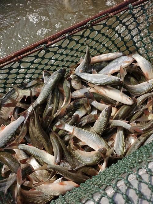 鯪魚圖片大全