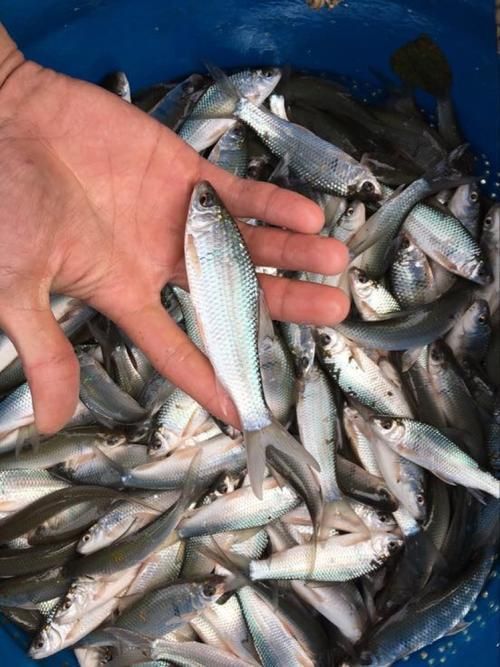 鯪魚圖片大全