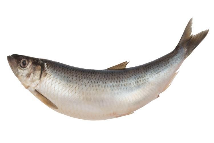 鯪魚圖片大全