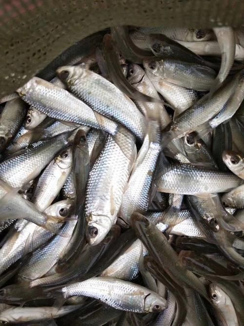 鯪魚圖片大全
