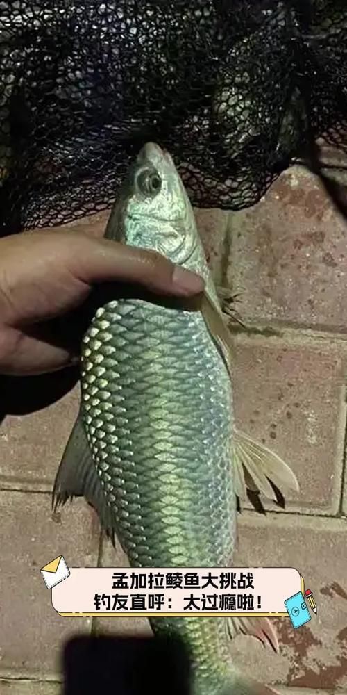鯪魚圖片大全