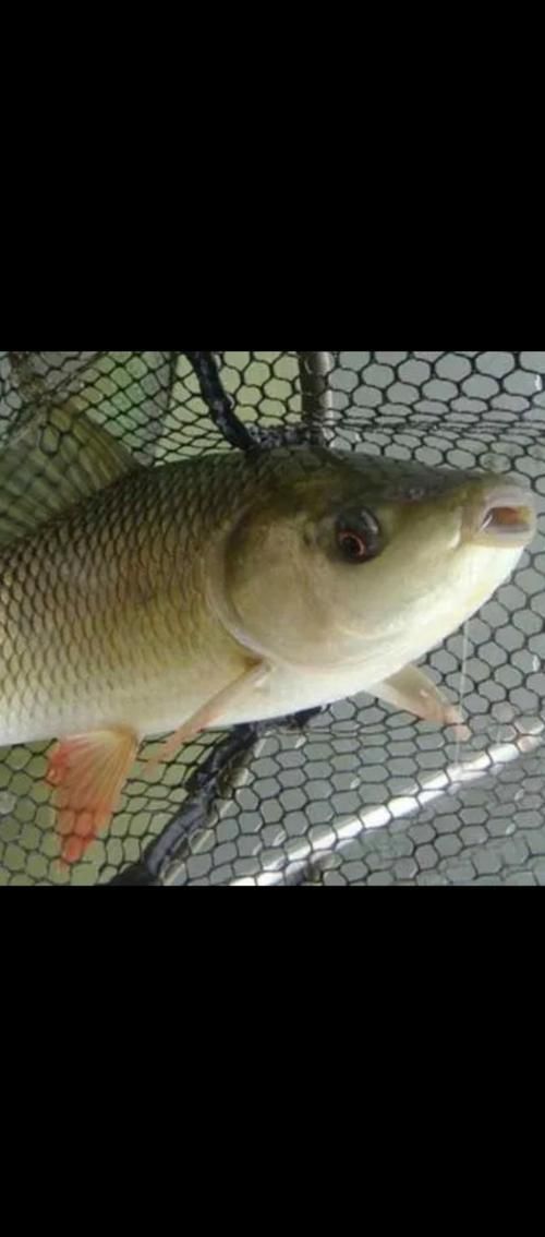 鯪魚圖片大全