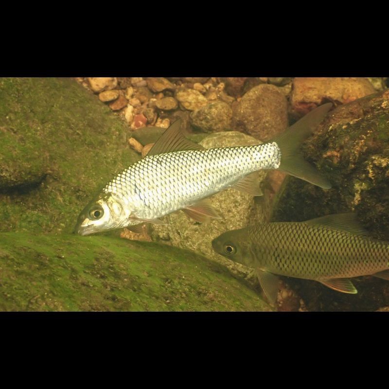 鯪魚圖片大全