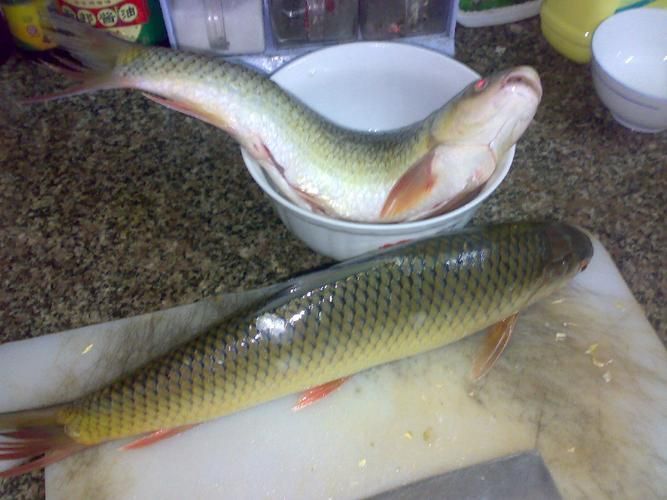 鯪魚圖片大全