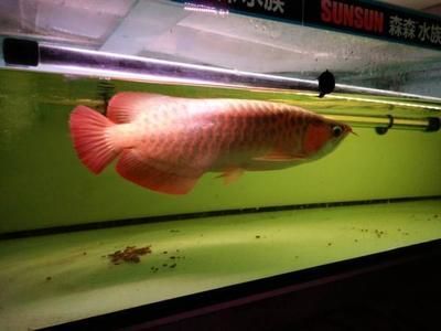 龍魚哪種便宜一些好養的：常見的龍魚品種及飼養建議，銀龍魚價格和飼養難度相對較低