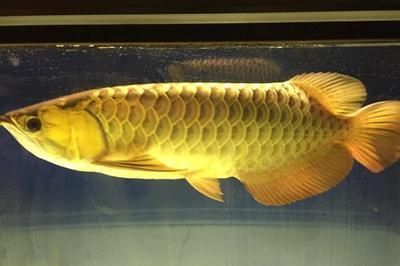 龍魚腸炎土霉素用量：使用土霉素治療龍魚腸炎需要注意什么？