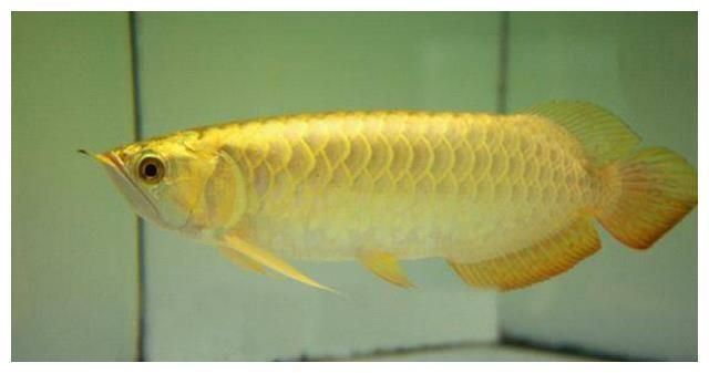 野生金龍魚是幾級保護動物：野生金龍魚是幾級保護動物呢？