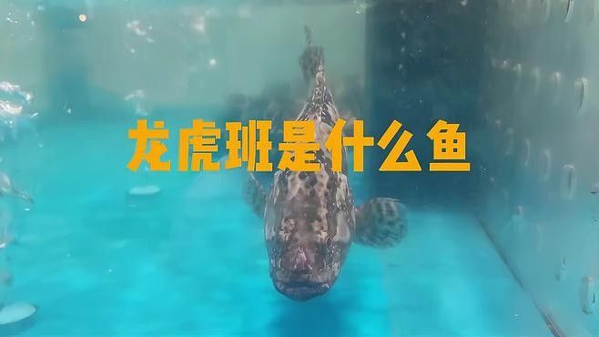 龍魚的虎斑是什么品種的