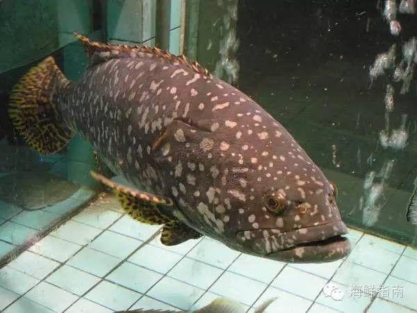 龍魚的虎斑是什么品種的