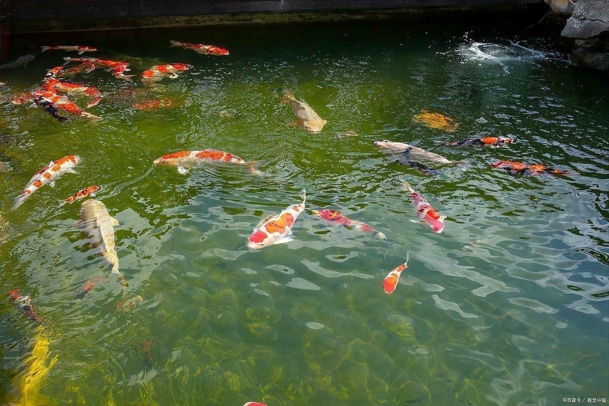 龍魚拔鱗后多久可以恢復正常喂食？