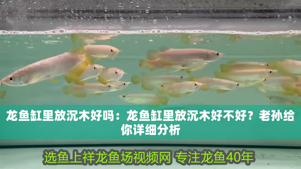 龍魚缸里放沉木好嗎：龍魚缸里放沉木好不好？老孫給你詳細分析