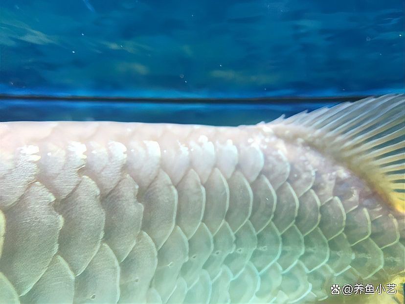 金龍魚第六排鱗片金點(diǎn)會(huì)消失嗎？
