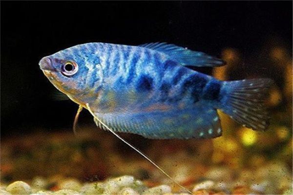30種常見觀賞魚：30種常見的熱帶觀賞魚是一種常見的觀賞魚，錦鯉魚是一種常見魚