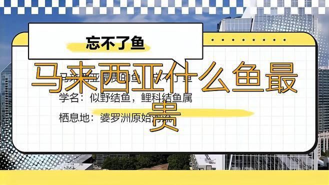 馬來西亞最貴的魚忘不了魚