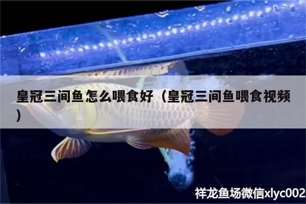 成年金三間魚植物性飼料推薦，成年金三間魚植物性飼料推薦，金魚飼料新鮮度鑒別方法